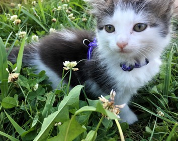 Kit kat