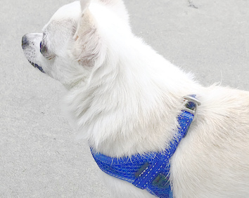 Jax