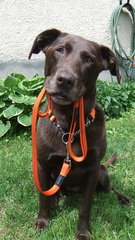 Rogz Reflective Dog Leash Fanbelt Large 6ft x 3/4in - Utility