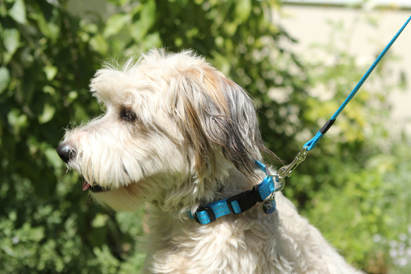 Rogz Medium Dog Collar Reflective - Utility Snake