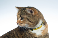 Rogz Cat Collar Buckle Kittyrogz Safeloc FancyCat Small