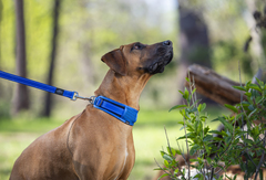 Rogz Classic Dog Collar Padded Utility X-Large fits 14.5 - 21in neck