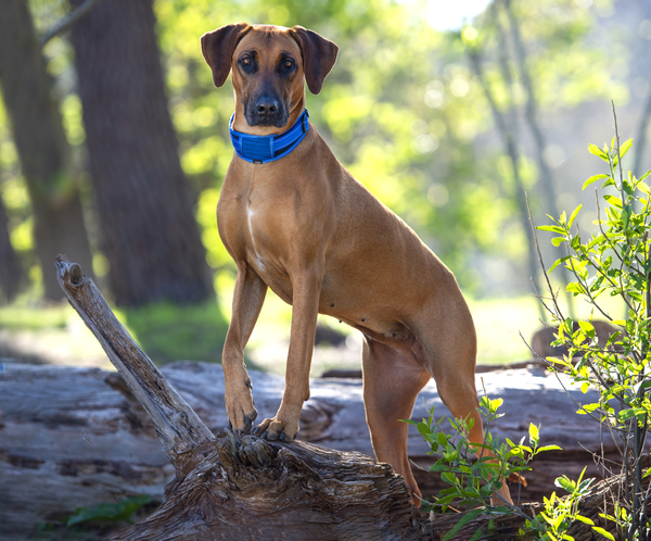 Rogz Padded X-Large Dog Collar Classic Utility X-Large fits 14.5 - 21in neck