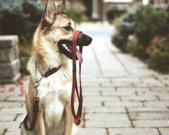 Rogz Reflective Dog Leash Fanbelt Large 6ft x 3/4in - Utility