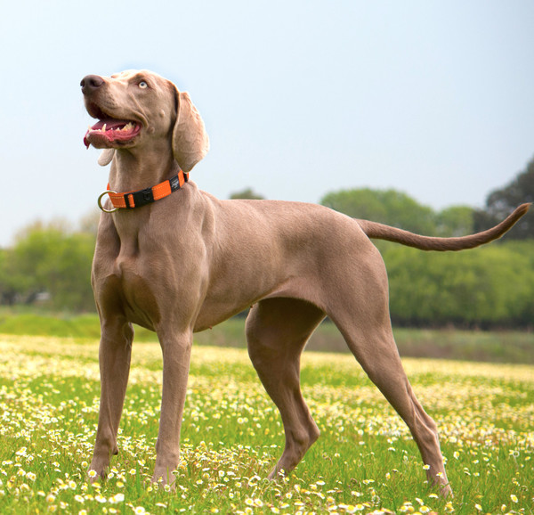 Rogz Classic Dog Collar