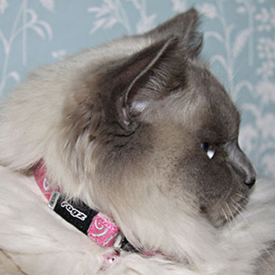 Rogz SparkleCat Pin Buckle Cat Collar X-Small