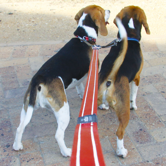 Double Split Leash