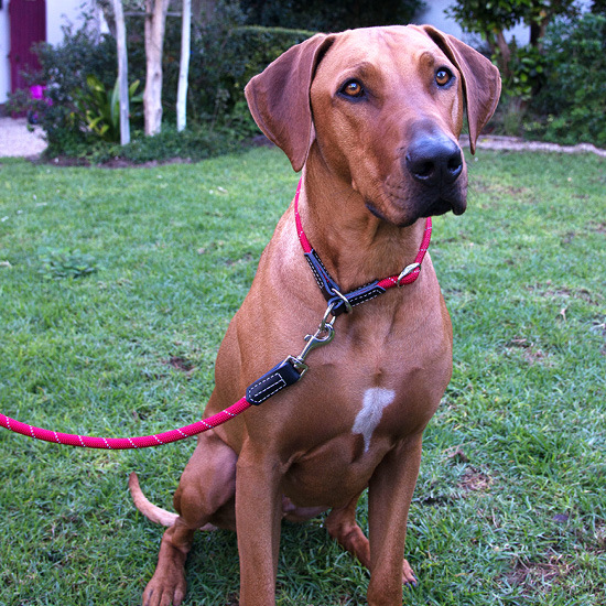 Rope Leash Long 6ft