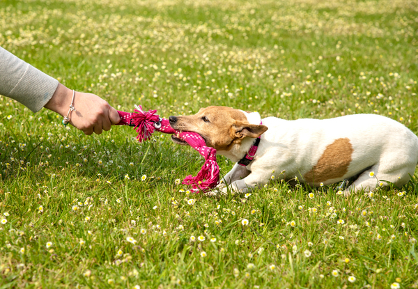 Scrubz Tug Toy