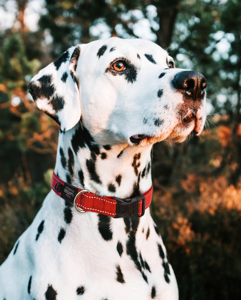 Rogz Classic Dog Collar