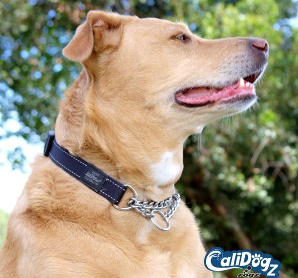 Rogz Reflective Obedience Collar for Medium Dog fits Neck 1217in