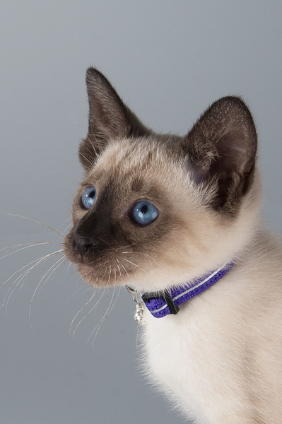 Rogz Cat Buckle Collar Kittyrogz Safeloc AlleyCat Small