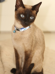 Rogz Reflective Cat Collar Kittyrogz Safeloc Buckle NightCat Small