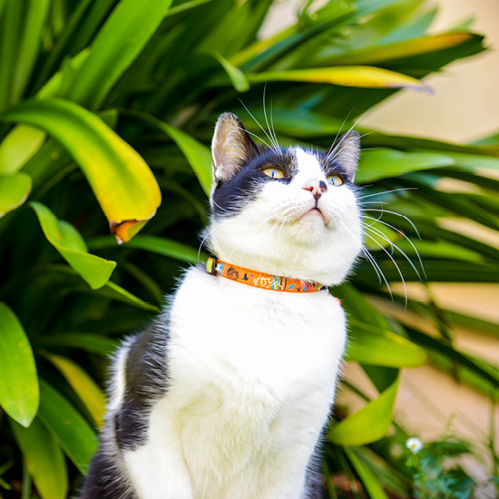 Rogz Cat Collar Neocat - Small 8-12in