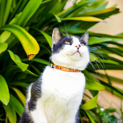 Rogz Cat Collar Neocat - Small 8-12in