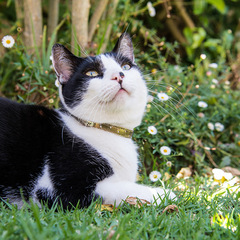 Rogz Cat Collar Trendycat - Small 10-12in