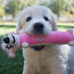 Rogz Dog Toy Sausage - Small 9in