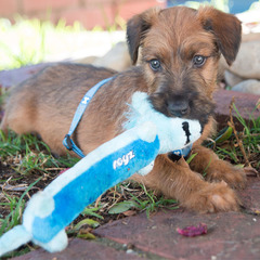Rogz Dog Toy Sausage - Medium 11.5in