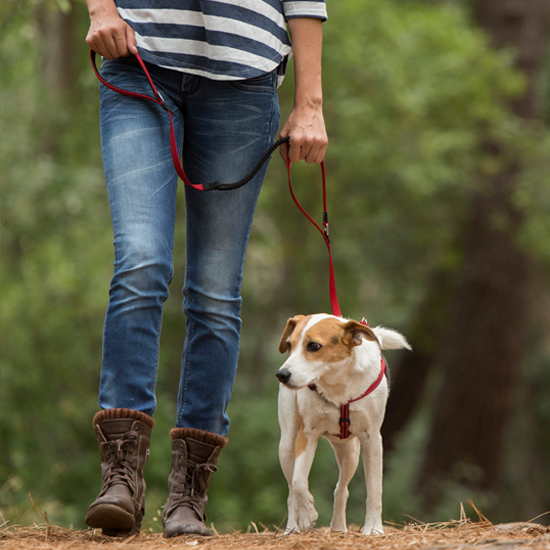 Rogz Control Leash - Shock Absorbing Reflective - Medium