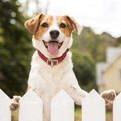 Rogz Dog Collar - Safety Quick Release Collar - Medium - fits 9.5 - 15in neck