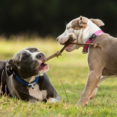 Rogz Dog Collar - Safety Quick Release Collar - Large