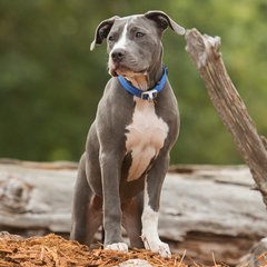 Rogz Dog Collar - Safety Quick Release Collar - Extra Large